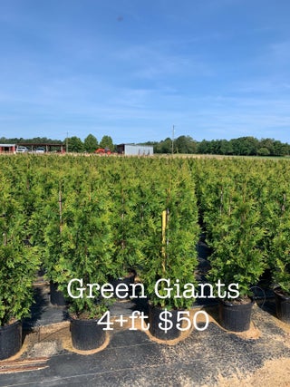 Rows of young Green Giant trees growing at the farm