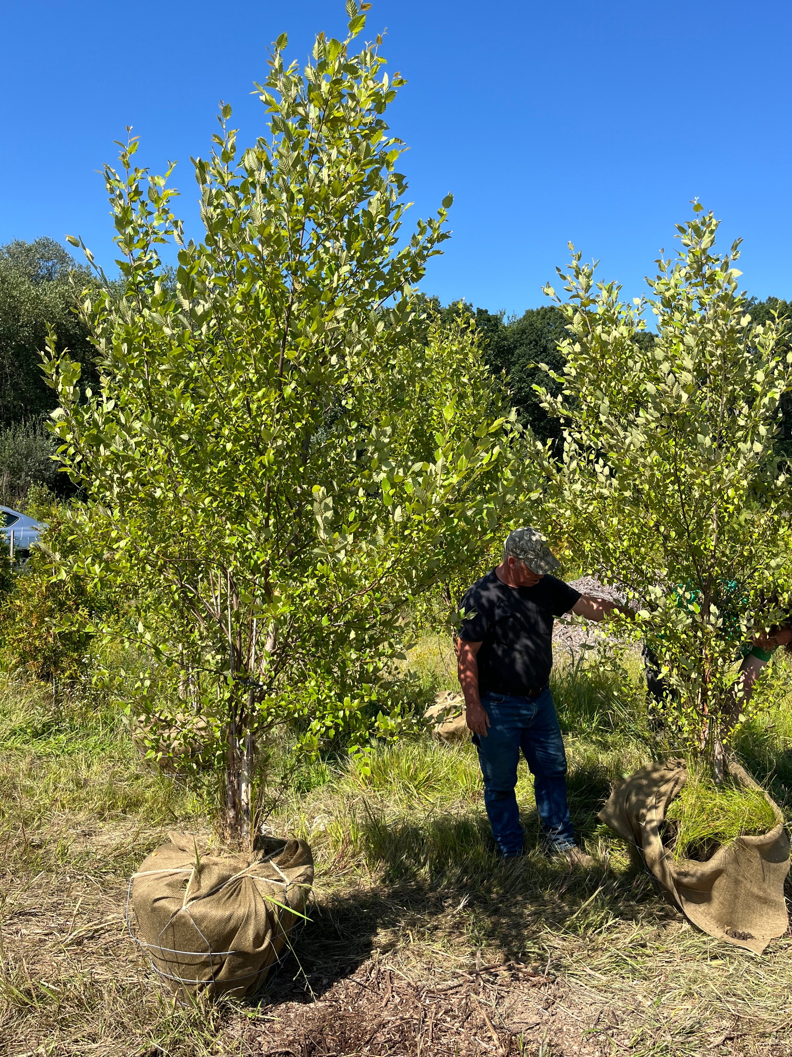 A grower standing beside a mature tree at Big John Leyden's farm