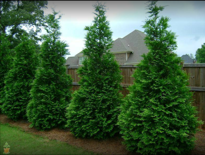 Evergreen trees planted in a residential landscape